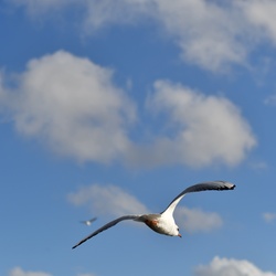 London/Hyde Park/DSC_6792.JPG